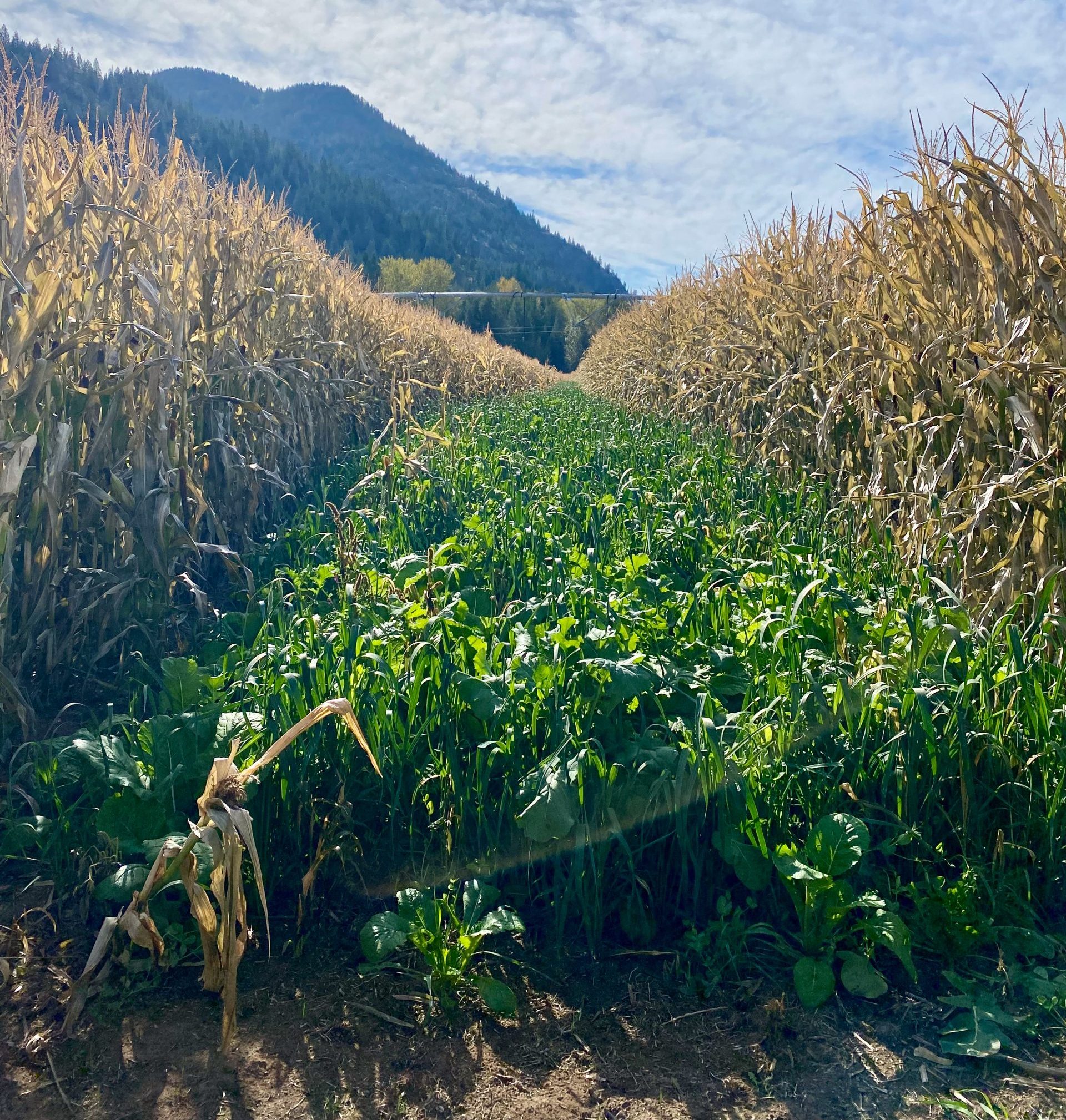 Cattle&Forage_36 Pa-Van Ranch, Grand Forks